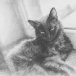 szkic ze zdjecia kot 3